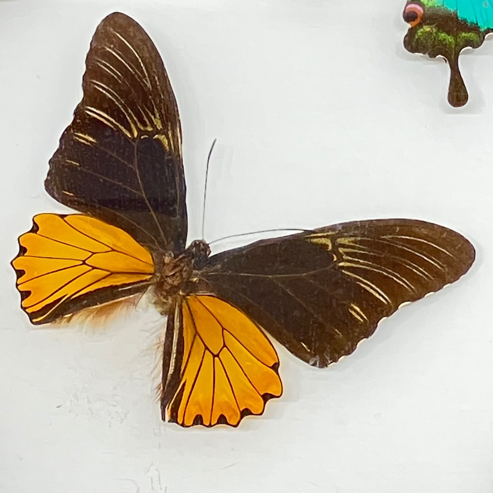 週末価格‼️タミラナルルリモンアゲハ♀ 標本 ★南インド産★98mm完品美麗 タミラナルルリモンアゲハ♀ 標本 ☆南インド産☆98mm完全品究極美麗