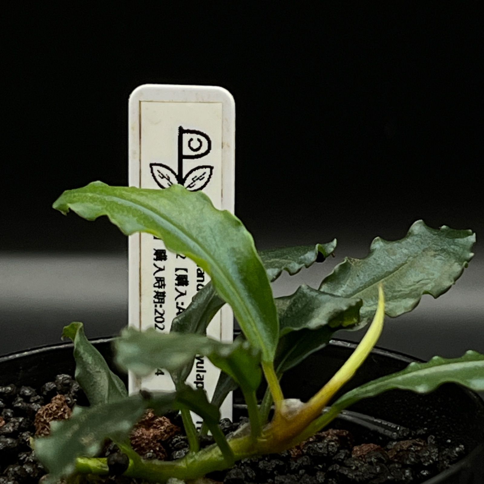 Bucephalandra sp. 