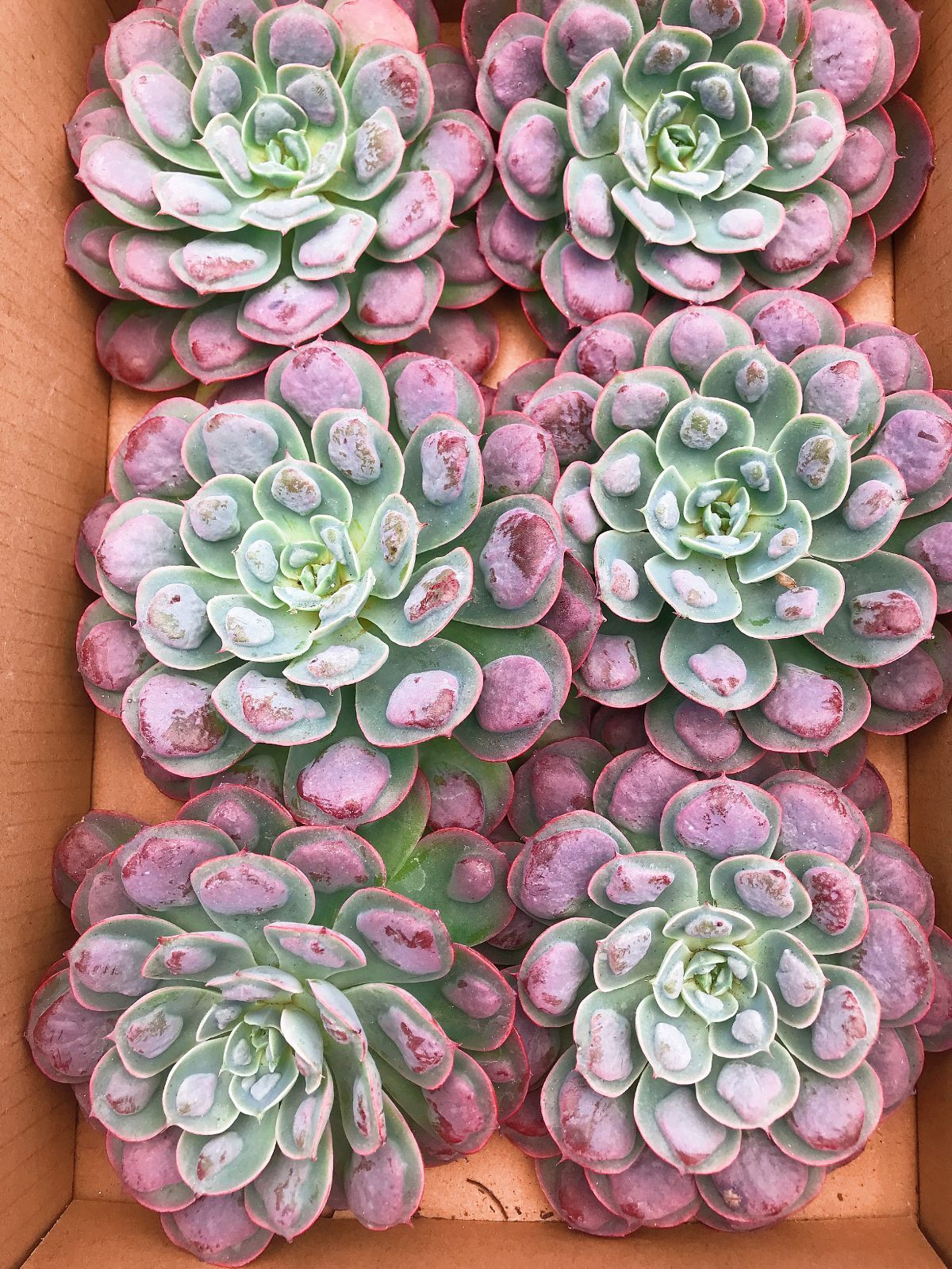 大苗 雨のしずく J154×6株 カット苗 多肉植物 エケベリア 韓国苗