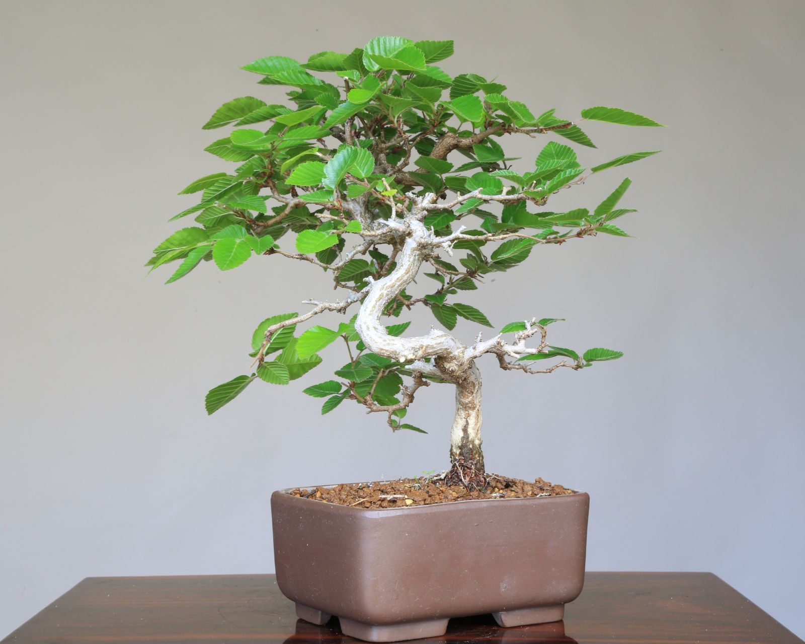 イワシデ【岩四手】小品盆栽【泰寿園 Online】いわしで 雑木盆栽