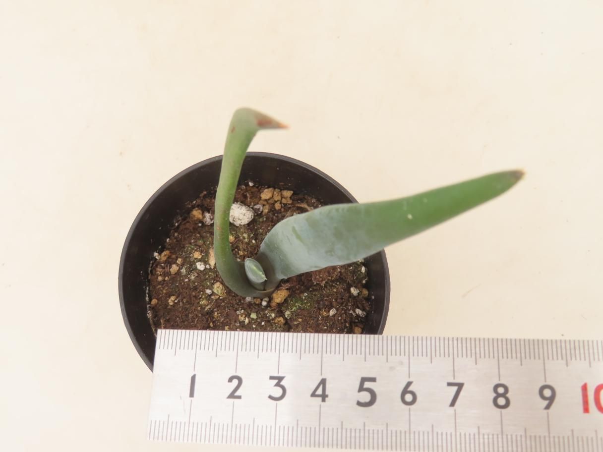 4127 「実生株】アロエ スザンナエ【種から発芽！・成長順調厳選株・Aloe・多肉植物】 - メルカリ