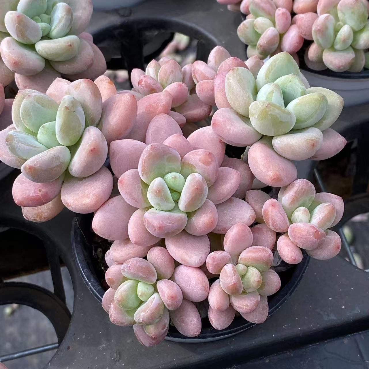 シ*ー様 D401　ピンクウィッチ　抜き苗　24株　多肉植物 エケベリア 韓国苗 2025年最新】ピンクウィッチ 多肉の人気アイテム - メルカリ