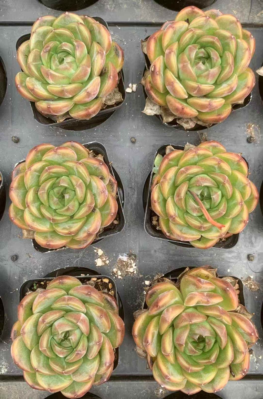 アエオニウム エケベリア