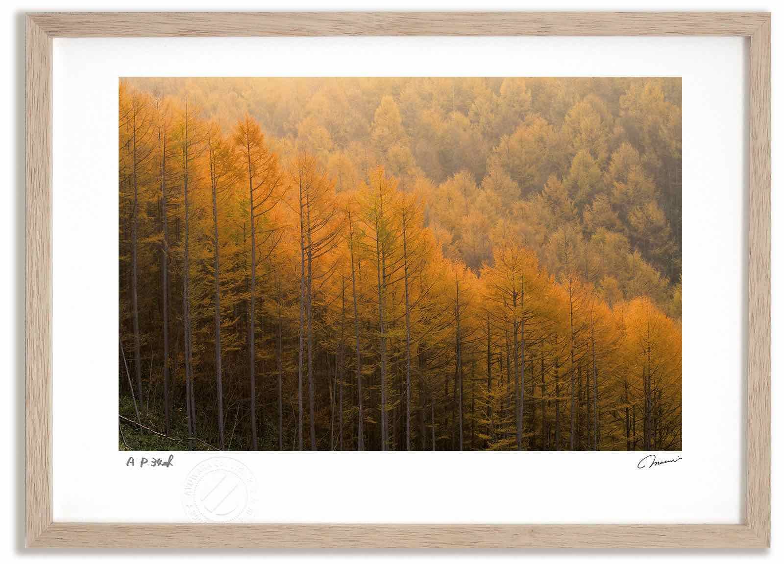 アートフォト 絵画 ベスト カラマツの紅葉8 高橋真澄|インテリア 額入り 額装込 風景画 油絵 ポスター アート アートパネル リビング 玄関 プレゼント モダン アートフレーム 飾る Mサイズ おしゃれ 壁掛け 絵