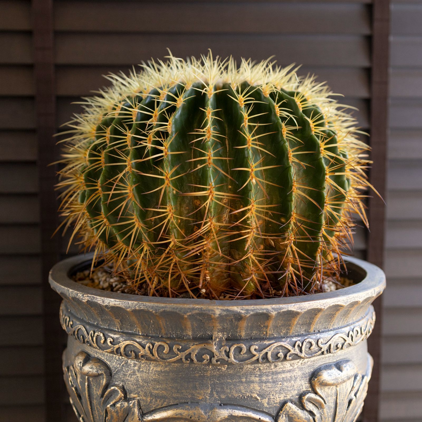 群生株 金鯱 サボテン 12号 グラスファイバーポット キンシャチ 金