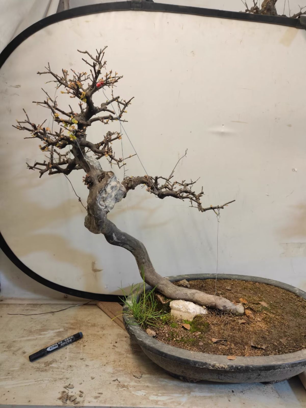 も*ち様 KF13 コミフォラ ピュア カタフ ソマリア 現地株 下処理済み Commiphora kataf pure コミフォラ ピュアカタフ 発根済現地株 4
