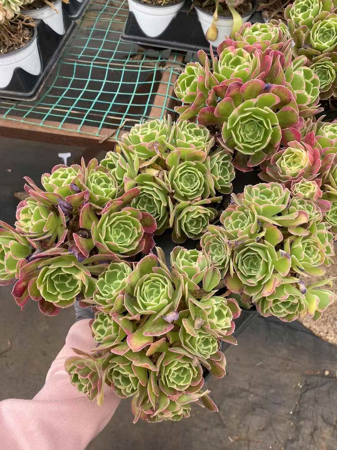 MY55×15鉢 抜き苗 多肉植物 エケベリア サボテン 韓国苗 新入荷
