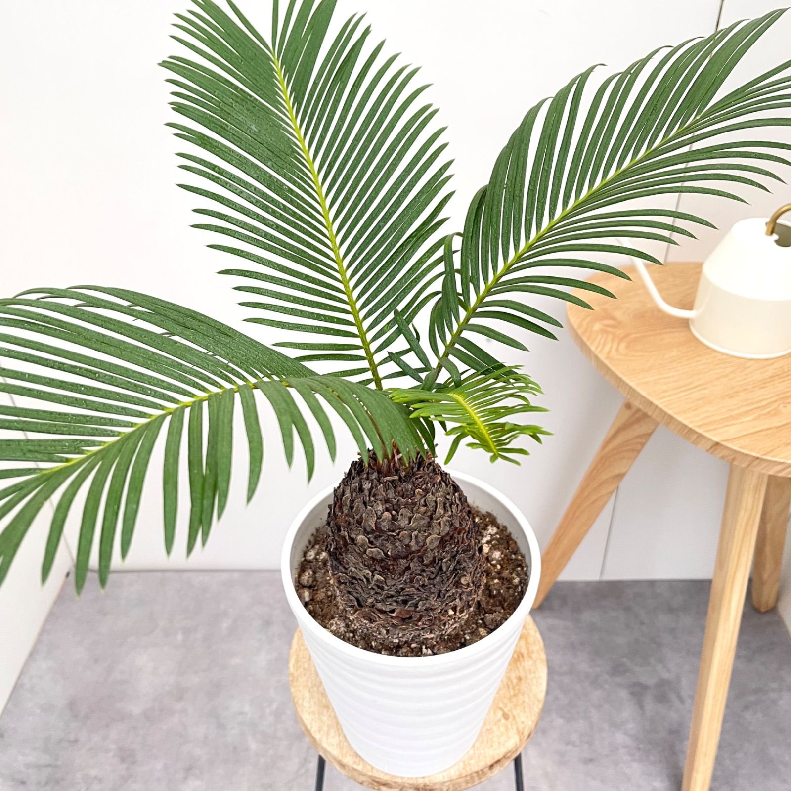 極太　ソテツ　葉の幅2mオーバー　蘇鉄　ドライガーデン 極太 ソテツ 葉の幅2mオーバー 蘇鉄 ドライガーデン ソテツ 蘇鉄