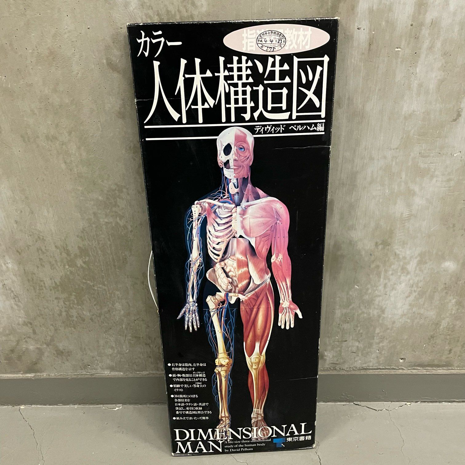【那須町役場】学校教材　人体解剖模型　全身【管理番号240】 那須町役場】廃校 カラー人体構造図 人体模型 インテリア 廃校 理科