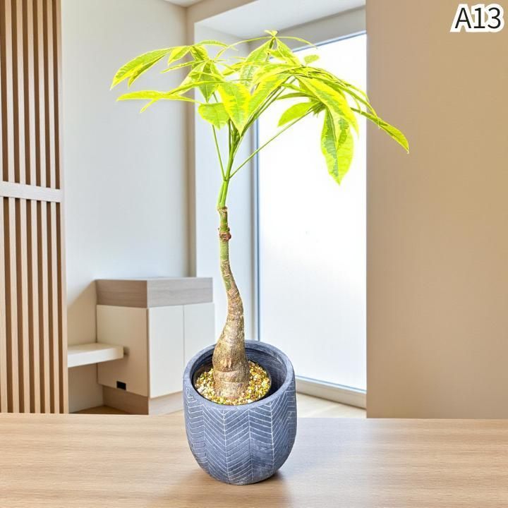 パキラムーンライトA１3・接ぎ木・枝分岐パラソル仕立て/無機質用土 パキラムーンライトA13・接ぎ木・枝分岐パラソル仕立て/無機質