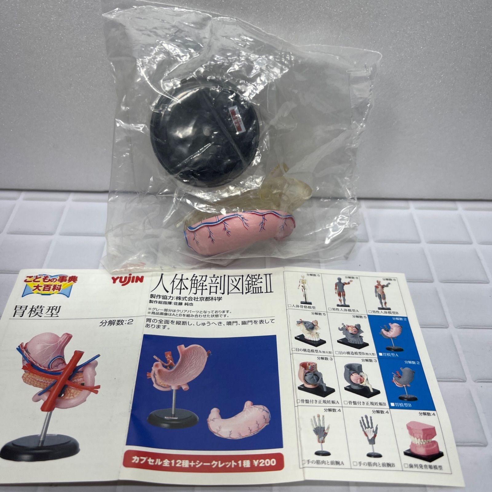 Yujin 人体解剖図鑑2 胃模型 クリアーver - メルカリ Yujin 人体解剖図鑑2 胃模型 クリアーver - メルカリ