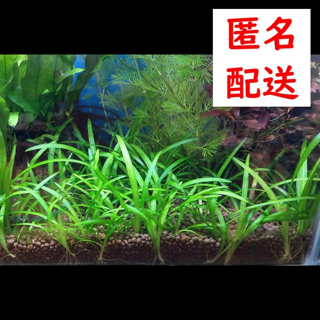 水草）ピグミーチェーンサジタリア（無農薬）（５株） - 水草