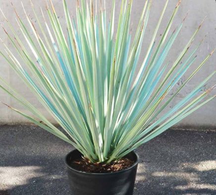 専用出品 特割 ユッカ リギダ (つ) 激安正規品 ユッカ リギダ Yucca rigida_栃木県大田原市生産品_