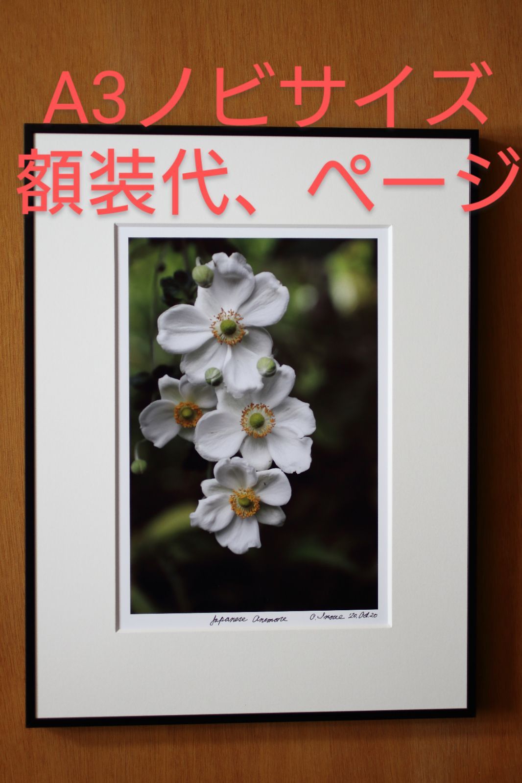 【A4サイズ額付】井上治OsamuInoue『Japanese Anemones A4サイズ額付】井上治OsamuInoue『Japanese Anemones Japanese