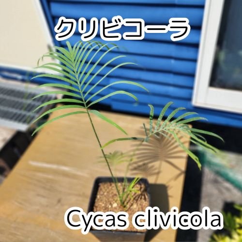 東京ディズニーランド レトロ 美品 ブローチ バッチ カーバッジ ビンテージ