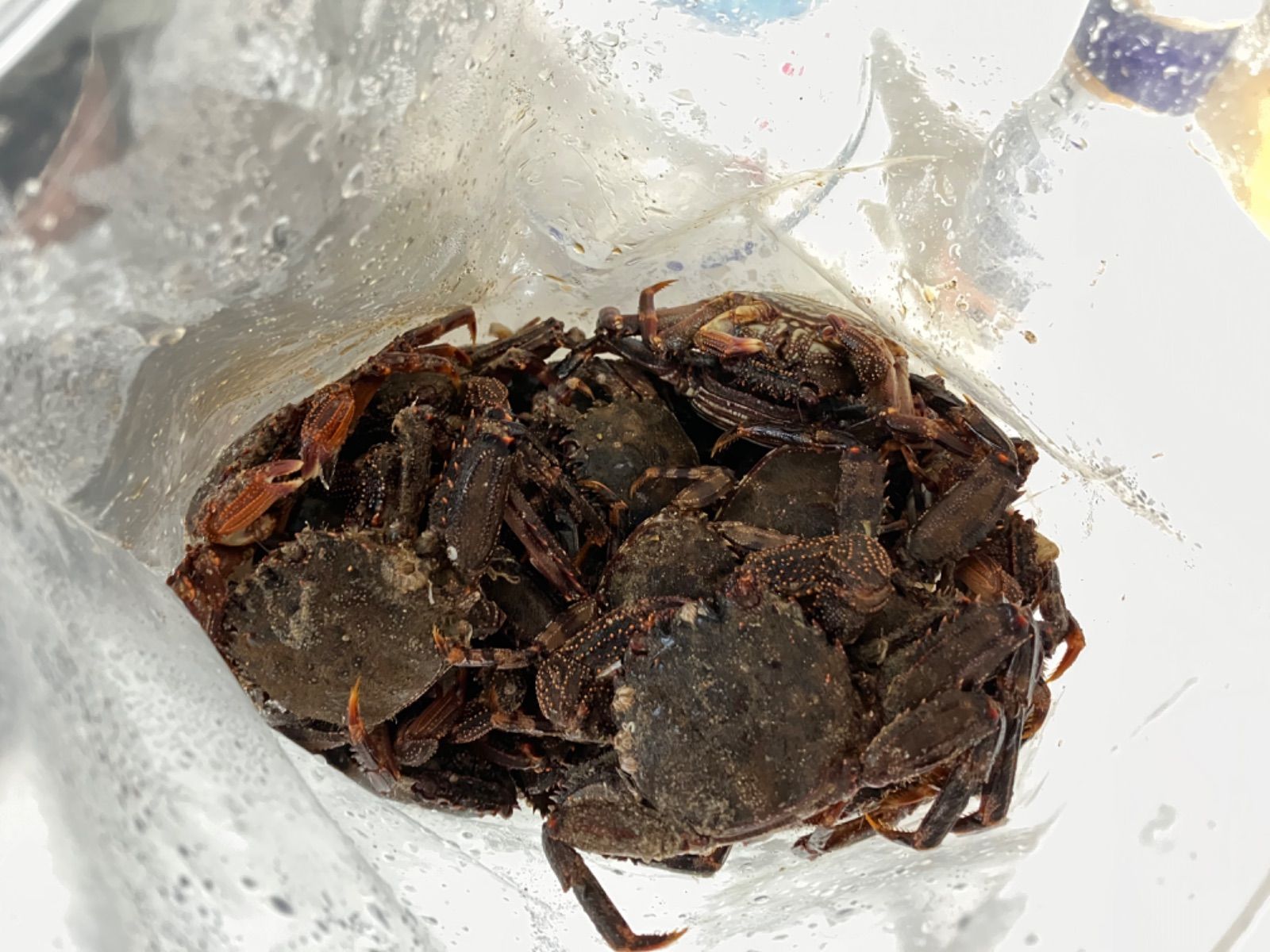 冷凍 石鯛 釣り餌 冷凍 60匹 ヤドカリ