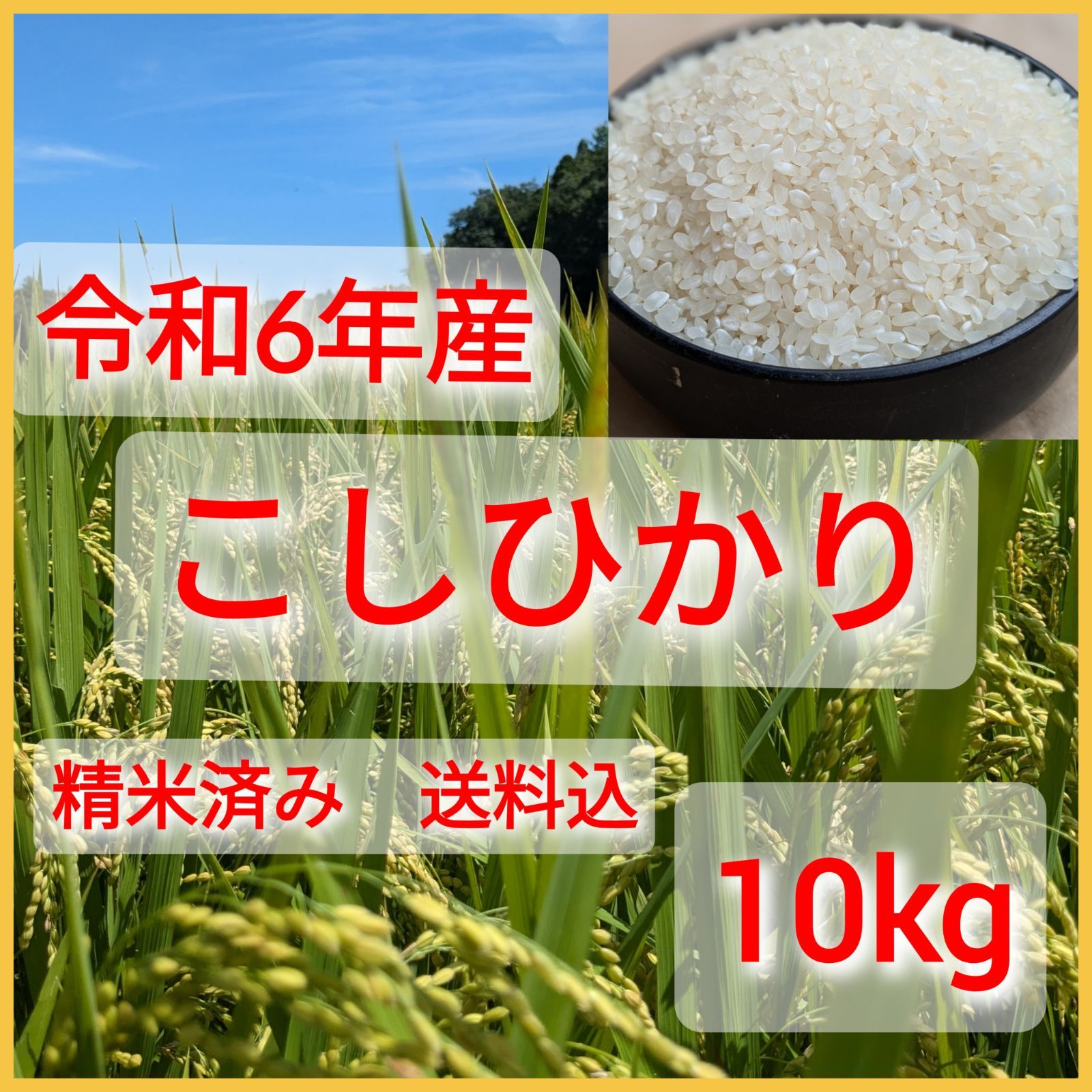 令和6年千葉県産 コシヒカリ 白米10kg
