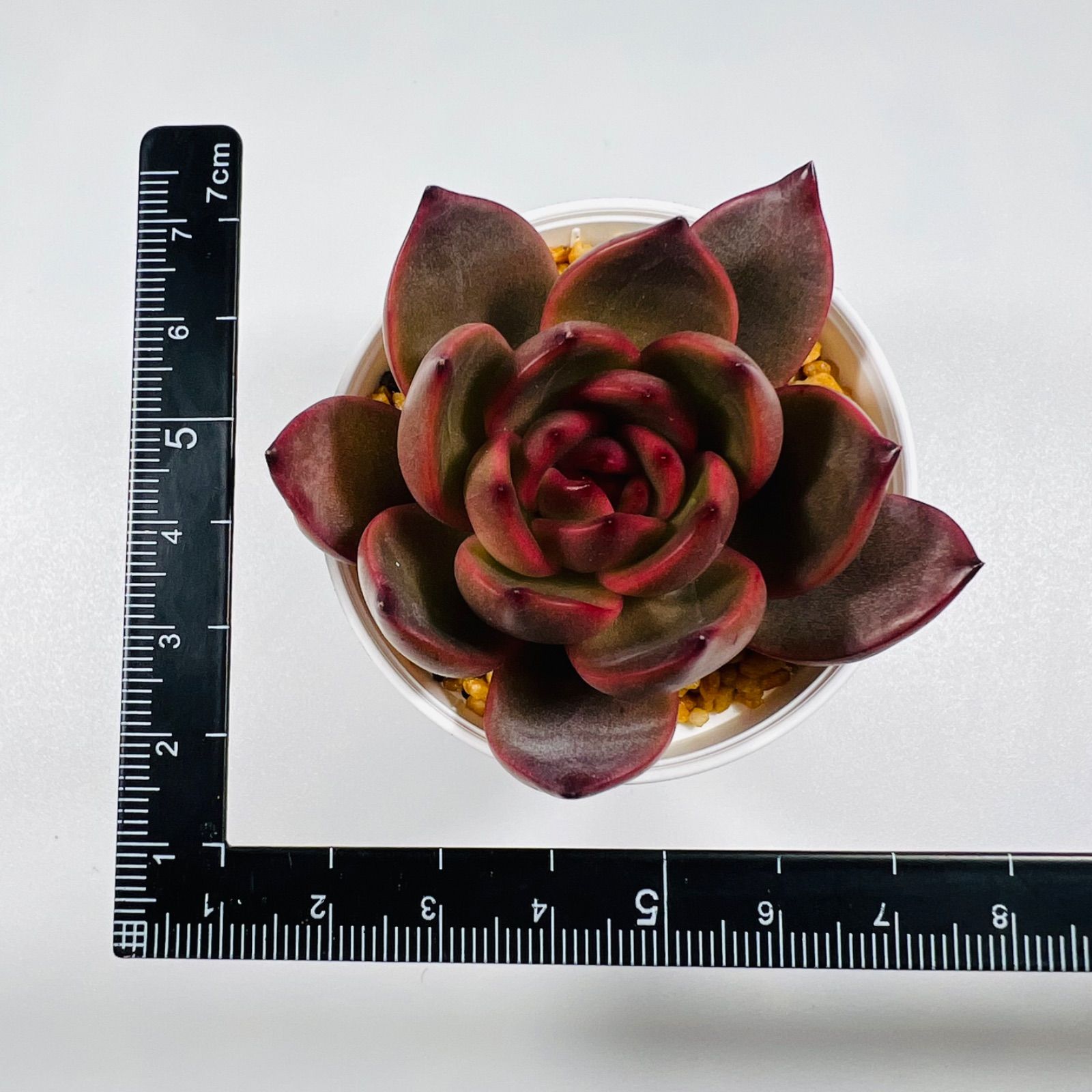 新品種〉韓国苗 エケベリア クイーンズバック 多肉植物 - メルカリ