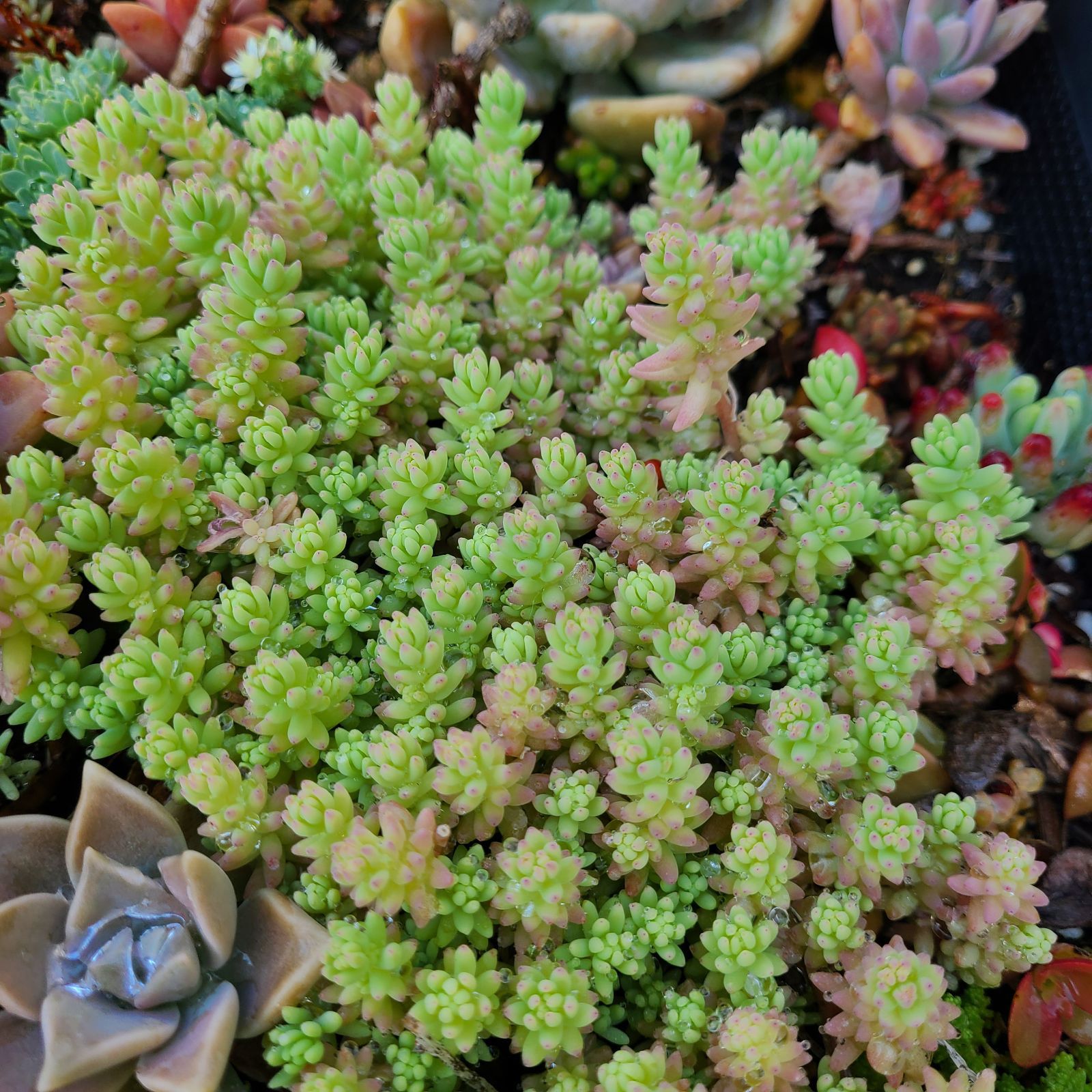 多肉植物 ミルキーウェイ 抜き苗 - その他多肉植物