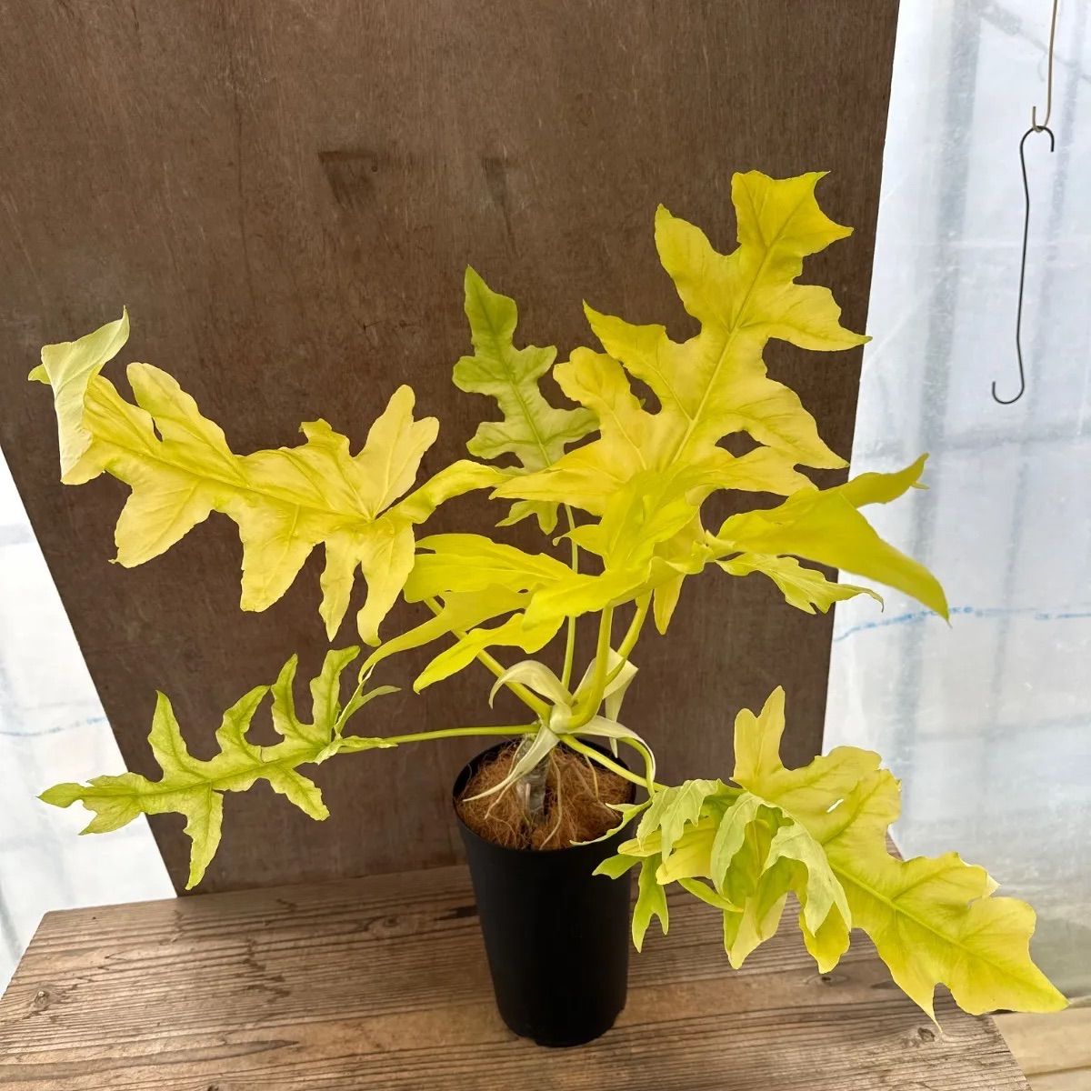 フィロデンドロン セローム ゴールドリーフ Philodendron