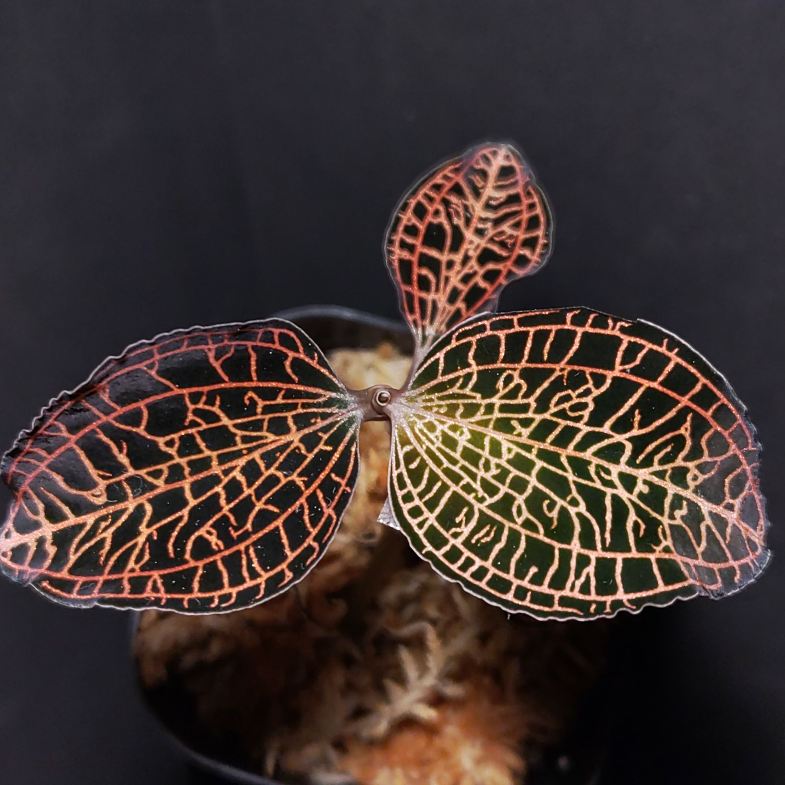 タイムセール‼️［ジュエルオーキッド］Dossinia marmorata Dossinia marmorata 逆花タイプ / ジュエルオーキッド/ TheGAKI