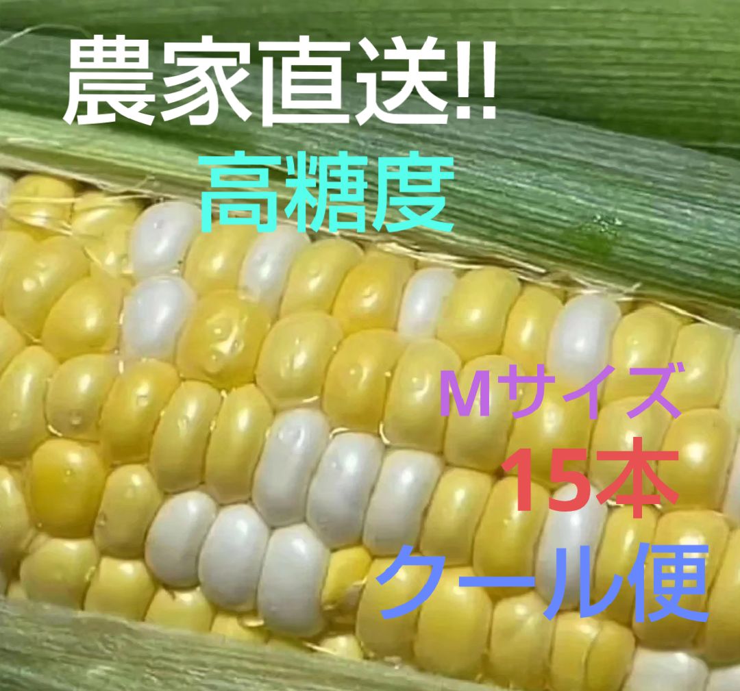 ★【新鮮・朝どれ‼️発送】贈答にも　宮崎県産 　高糖度　とうもろこし 新鮮・朝どれ‼️発送】贈答に 宮崎県産 高糖度 とうもろこし М