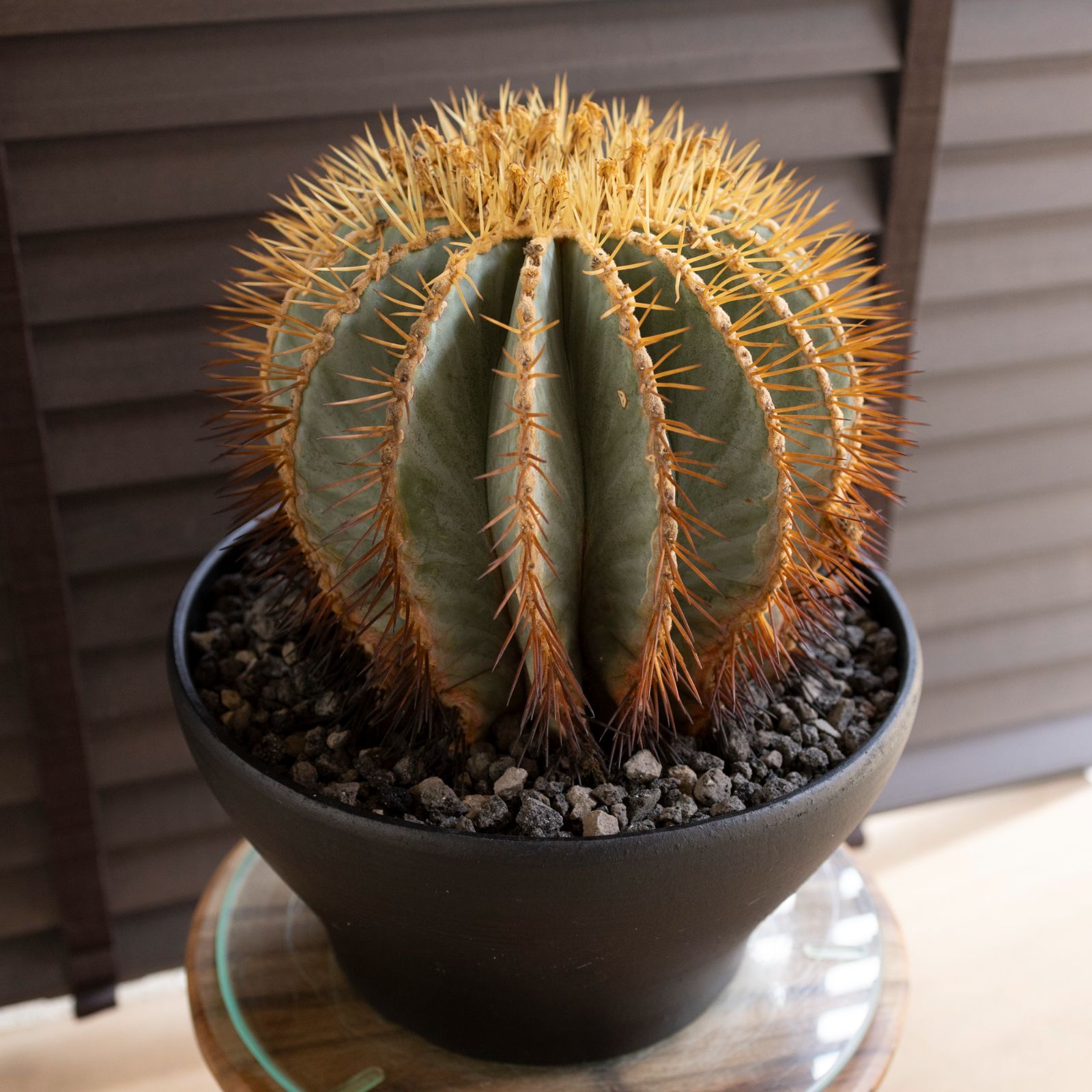 フェロカクタス王冠竜ハビタット◇ドライガーデン多肉サボテン南国アガベ ユッカ錦 フェロカクタス王冠竜ハビタット◇ドライガーデン多肉サボテン南国