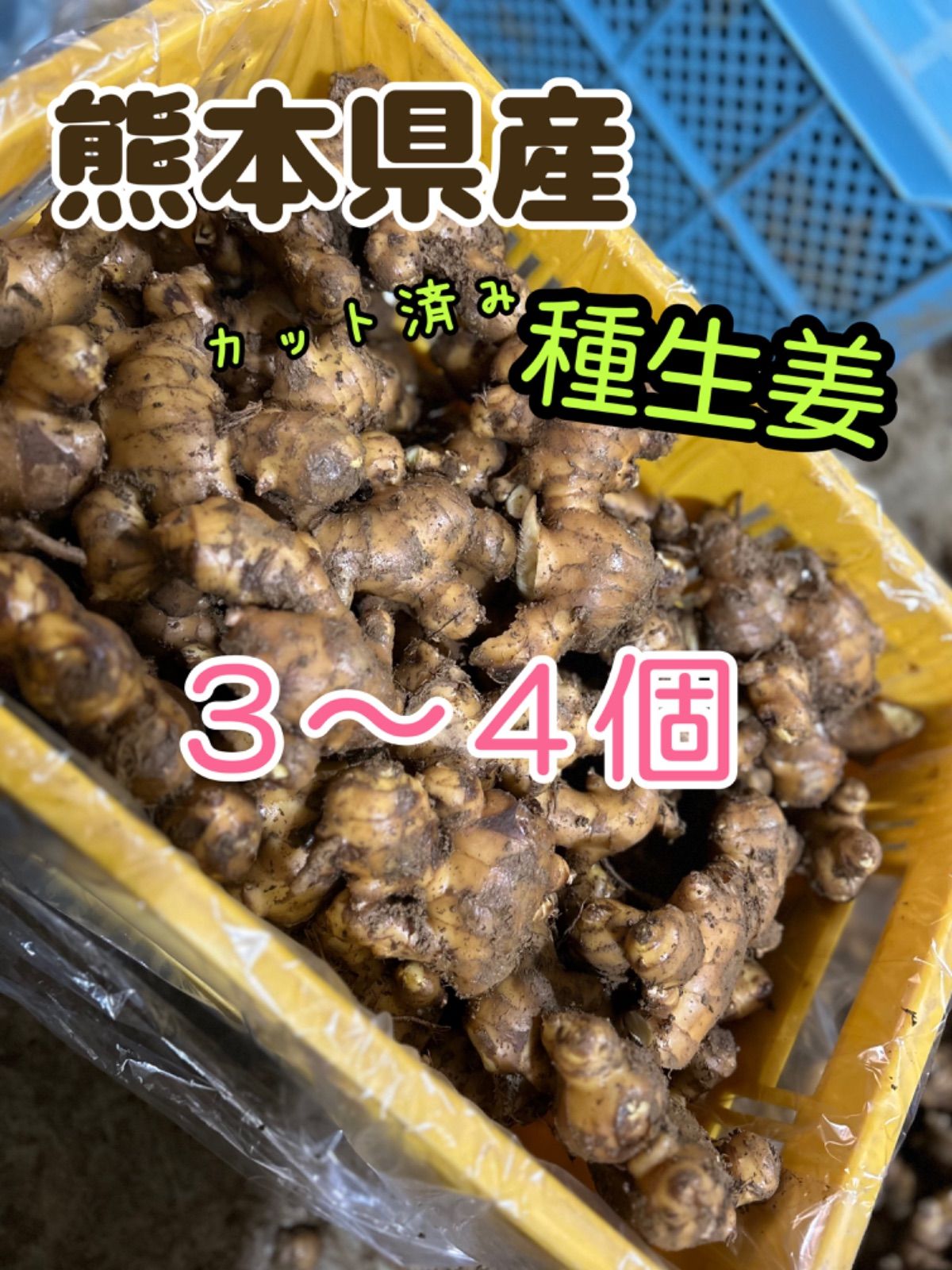 熊本県産【種生姜】3～4個 - メルカリ