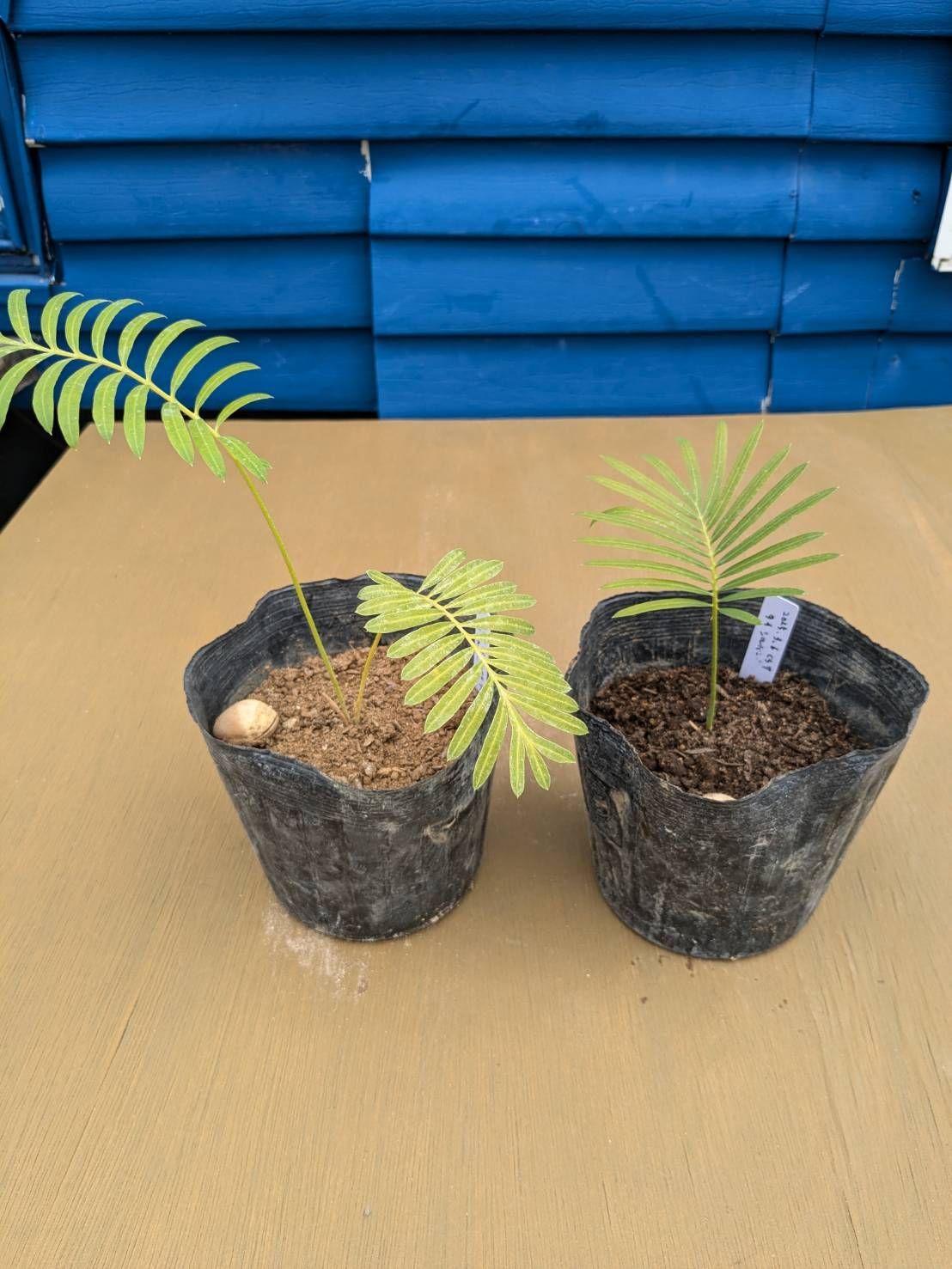 人気商品‼️】【鉢ごと発送】タイ シルバーソテツ Cycas sp.silver