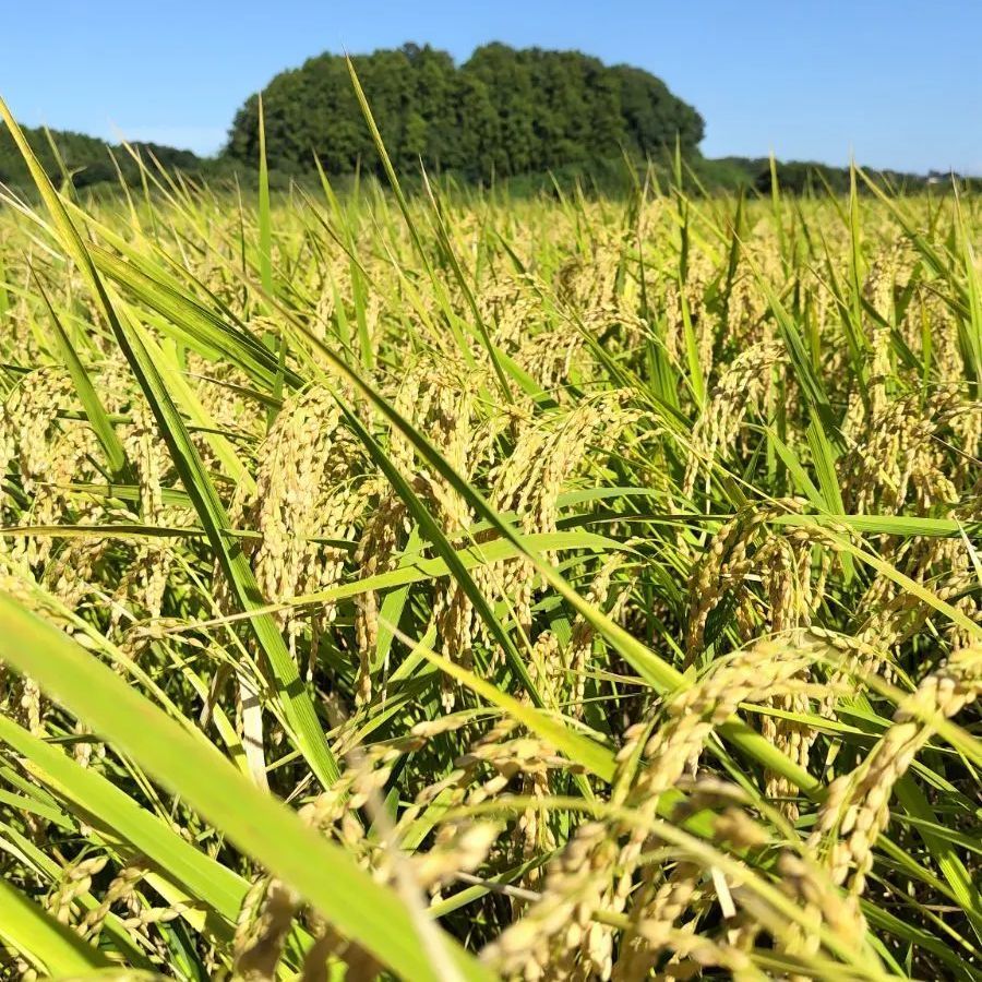 令和6年産　農薬、化学肥料不使用　ミルキークイーンれんげ米　20キロ玄米