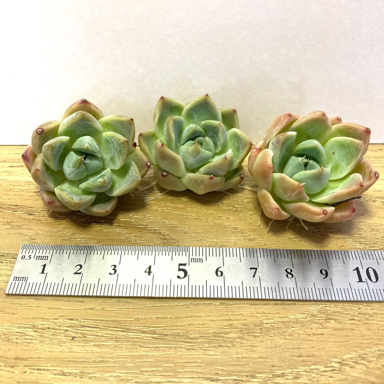 エケベリア Xishi 多肉植物