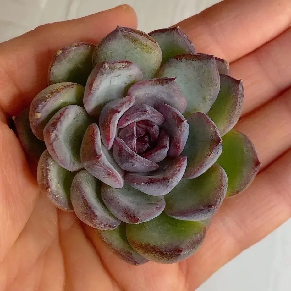 GWセール　多肉植物　チョコゴーサ　韓国苗 多肉植物 ダークチョコレート 韓国苗 多肉植物 pariʚ