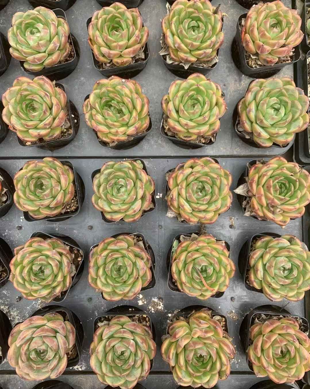 エケベリア 韓国苗