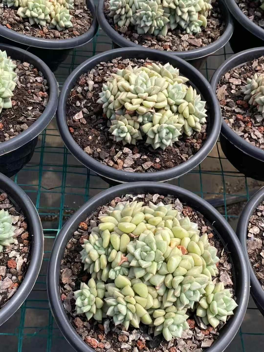 アイボリー錦 群生苗 エケベリア 送料無料 多肉植物 エケベリア パキフィツム 輸入苗 ハオルチア  MY54 6株の抜き苗 アイボリー 多肉植物 アエオニウム エケベリア 韓国