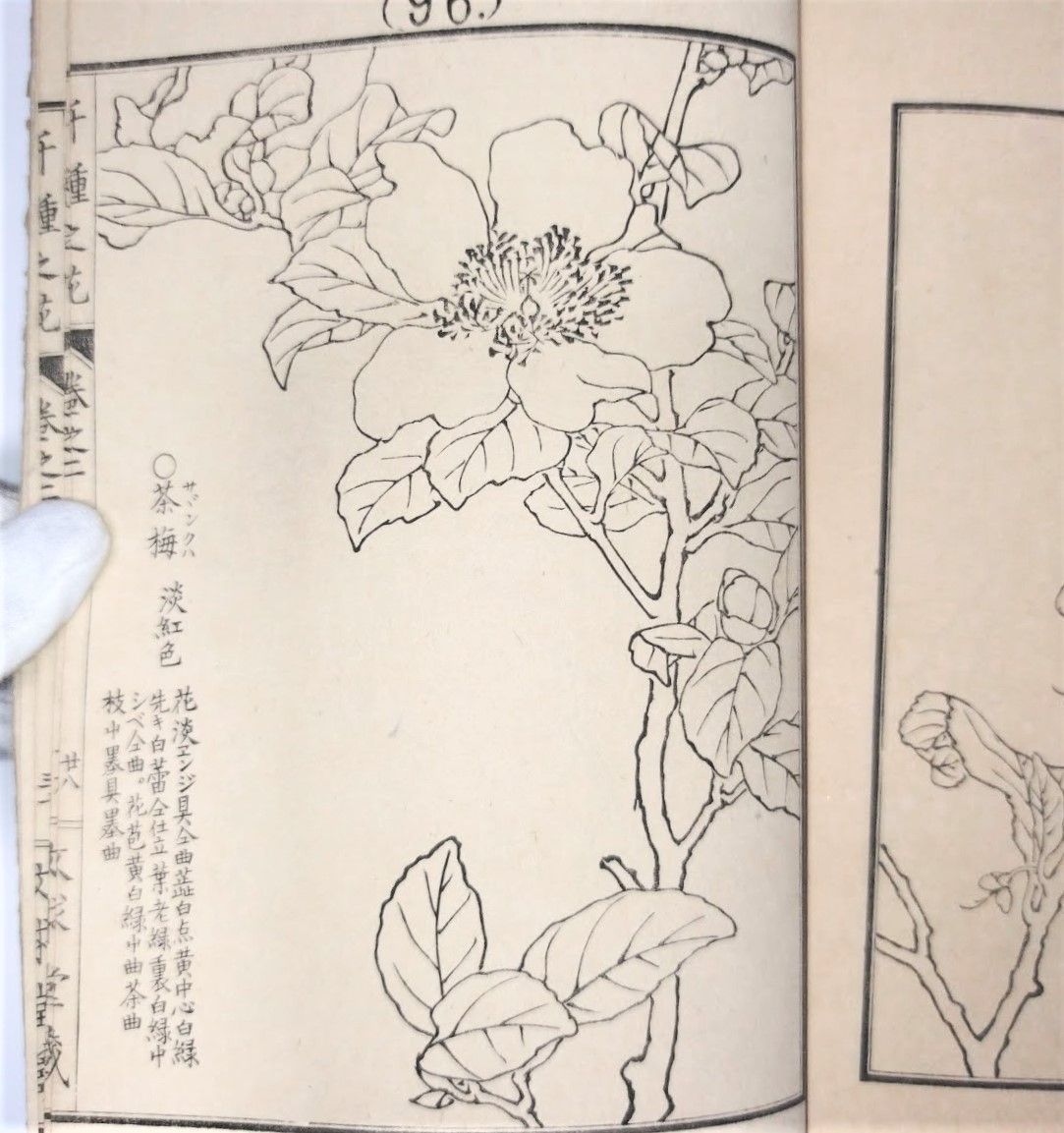 画譜 幸埜棋嶺画 「千種之花 2」絵入絵本 草花 図入 図譜 文求堂蔵 明治時代 木版 古美術 浮世絵 和本 古書#和本～江戸屋～ - メルカリ