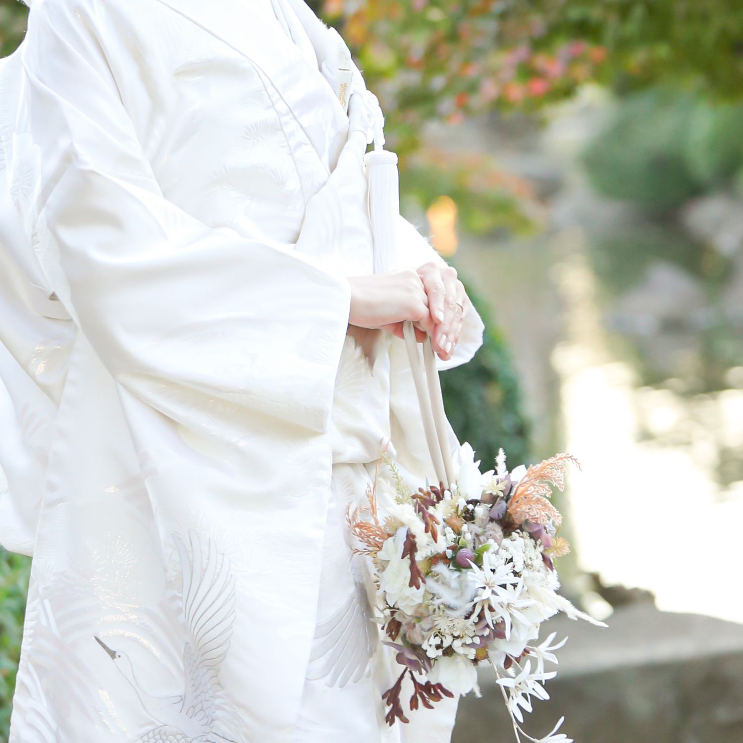 P. willinckii cianjur 板付け ウィリンキーチアンジュール P