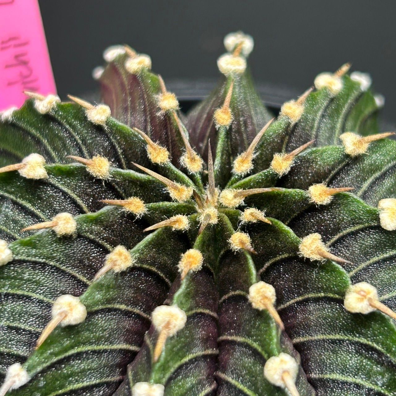 サボテン ギムノカリキウム ミハノビッチ LB2178 発根済 Gymnocalycium