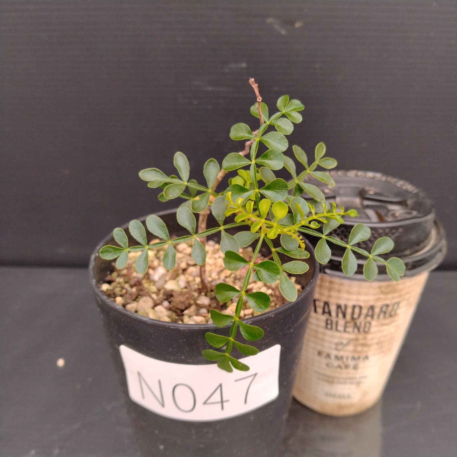 塊根植物　オペルクリカリア　パキプス　実生苗 オペルクリカリア・パキプス現地実生苗／育成1年目の経過報告