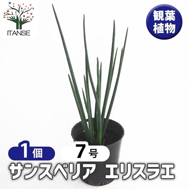 ITANSE サンスベリア エリスラエ 7号 1個売り 観葉植物 学名 Sansevieria erythraeae タイプ リュウケツジュ科 サンスベリア属 サンセベリア インテリア性が高い にも 丈夫で育てやすい 細くスラっと伸びた葉