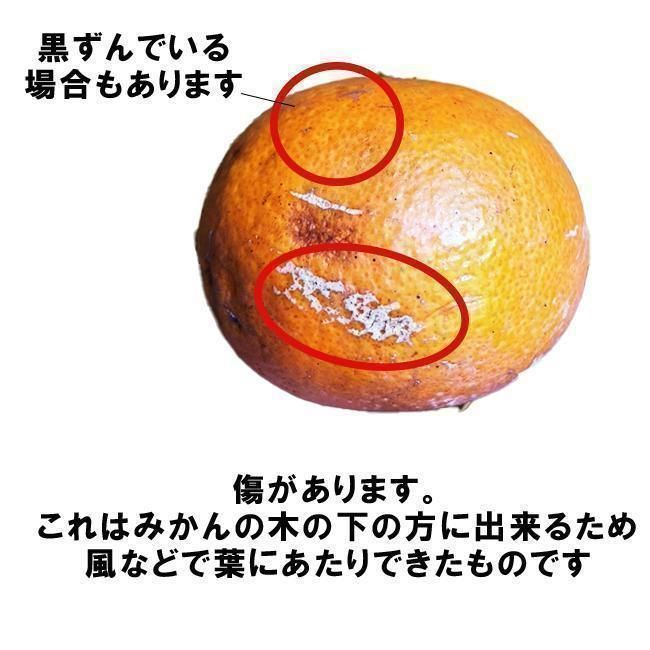 和歌山県産 清見オレンジ