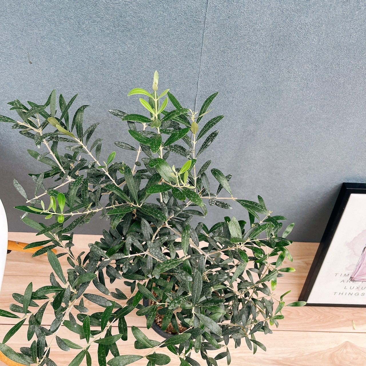 ベランダ オリーブの木