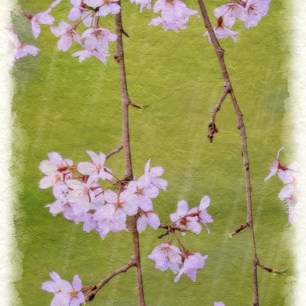 和紙の絵写真 「雨の中のしだれ桜の花」 平面額縁付き 44x32cm 絵画