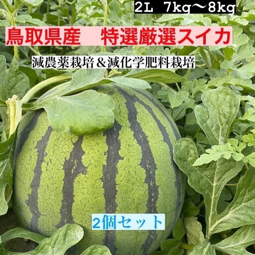 鳥取県産2個セット特選スイカ(2L7㎏～8kg) 赤秀品