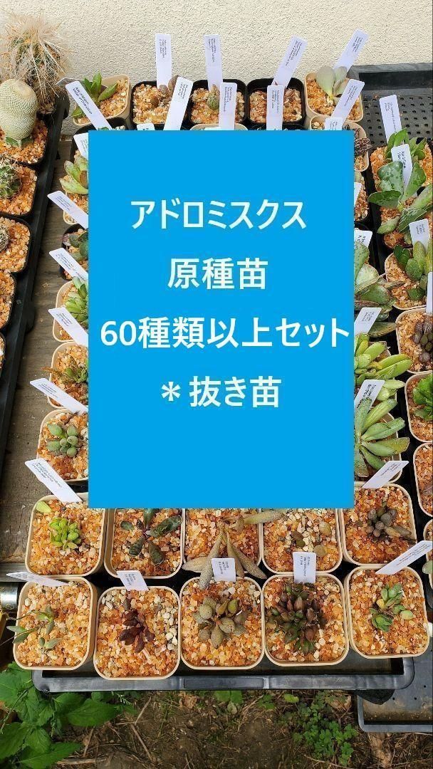 アドロミスクス 原種苗 60種類以上セット 抜き苗