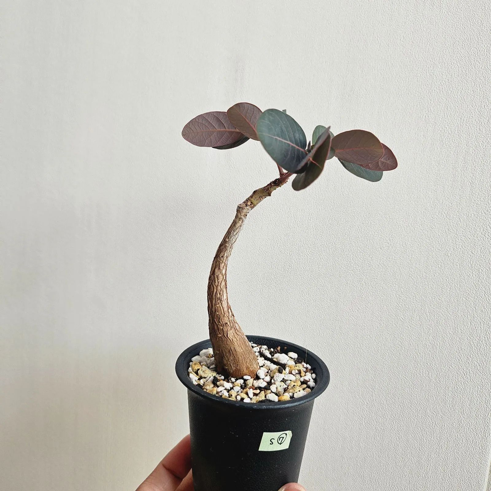 アフリカ亀甲竜（ディオスコレア・エレファンティペス）＿DE-123（選抜実生株） Amazon｜ディオスコレア（亀甲竜）：エレファンティペス 厳選株 4号