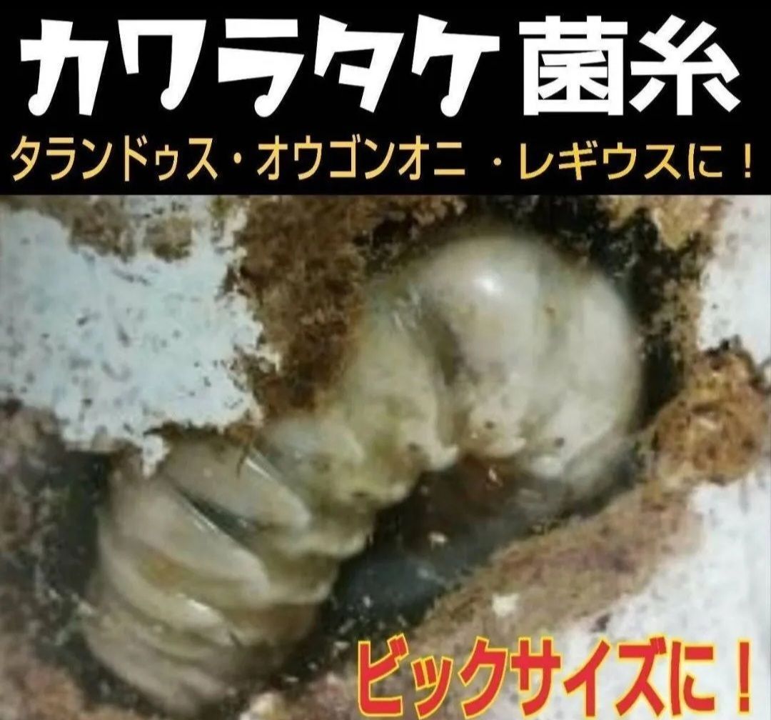 極上！カワラタケ菌糸瓶【8本】特殊アミノ酸強化配合！クワガタ幼虫