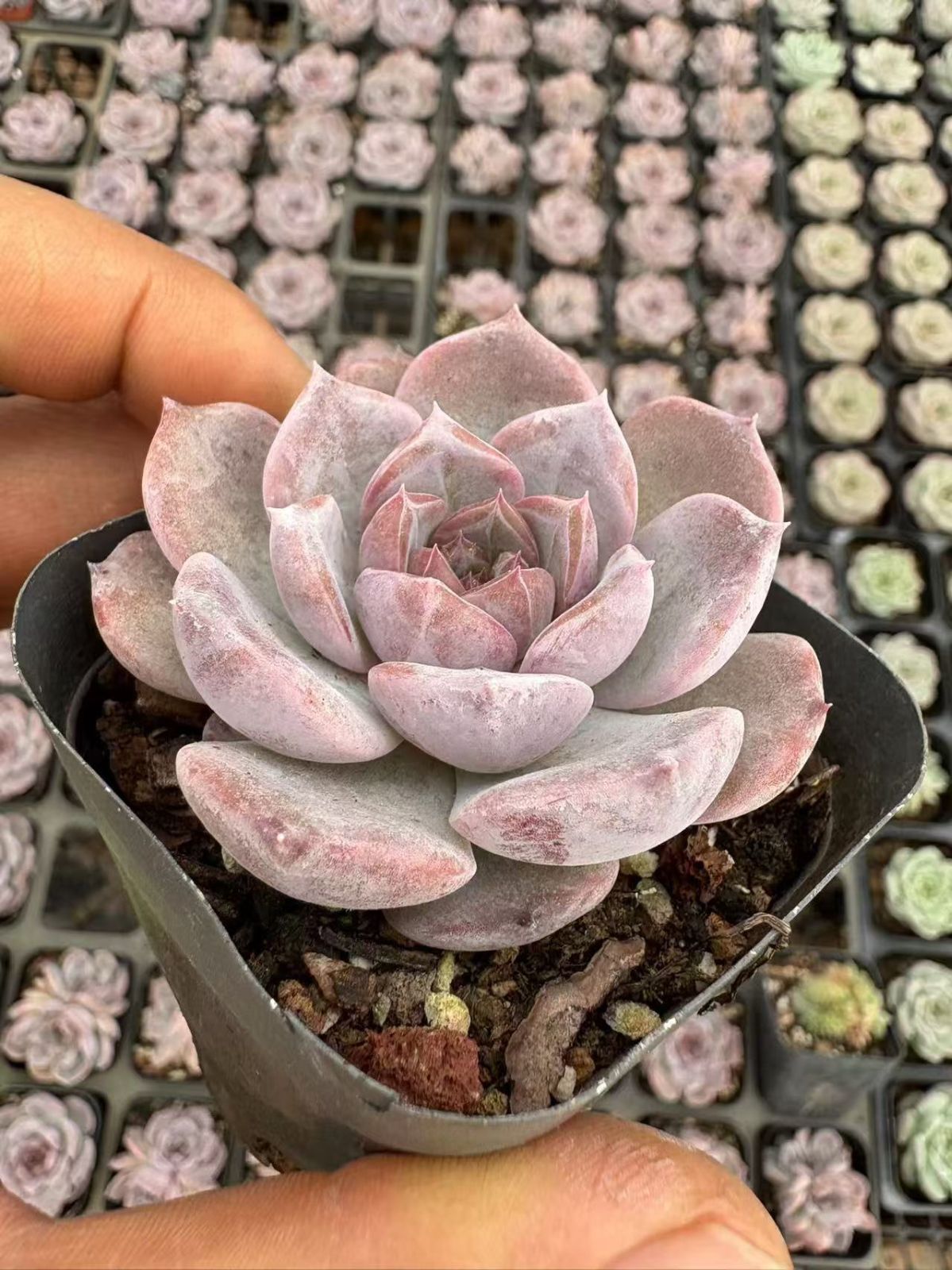 H*す様 U527　白月影　抜き苗　21株　多肉植物 エケベリア 韓国苗 サボテ 抜き苗 ホワイトティー XJB538×18株 ふっくら 多肉植物