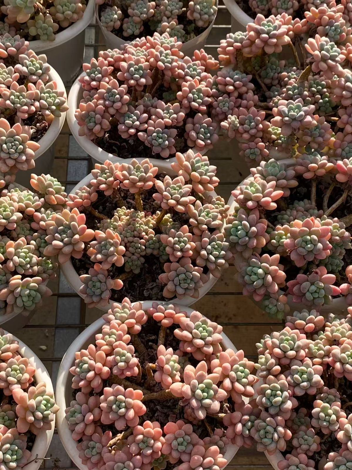 8株の抜き苗セット キャビア 多肉植物 佐川急便発送 エケベリア 韓国苗 ZM1756