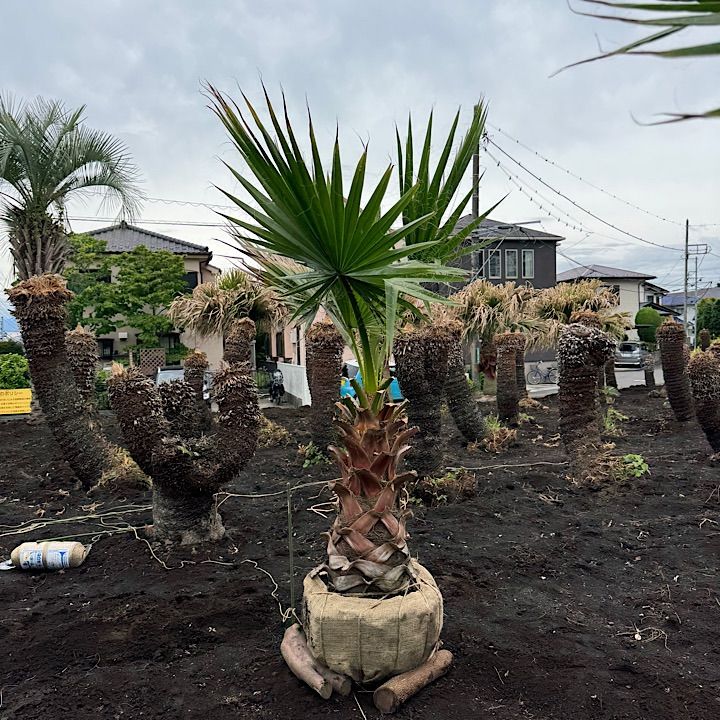 幹太】ワシントンヤシ No.11 - メルカリ