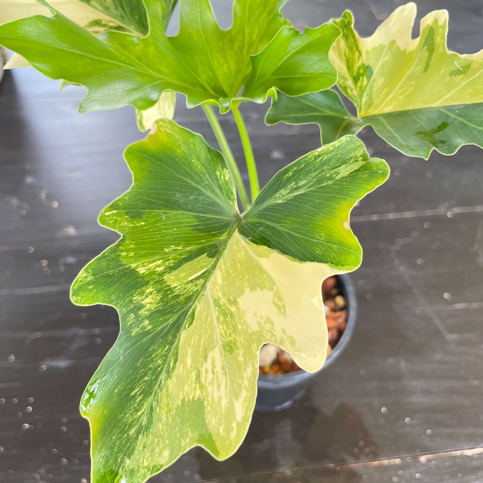 極斑】フィロデンドロン セローム 斑入り Philodendron Selloum